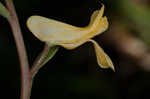 Smallflower fumewort